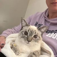 Veterinary Emergency Group ico