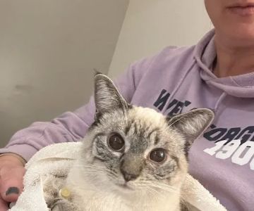 Veterinary Emergency Group
