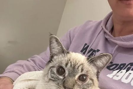 Veterinary Emergency Group