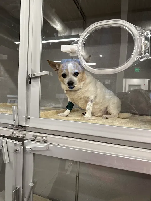Veterinary Emergency Group 12