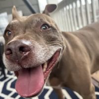 Fair Oaks Veterinary Hospital ico