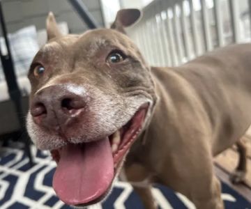 Fair Oaks Veterinary Hospital