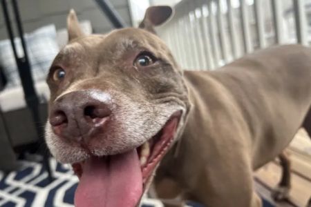 Fair Oaks Veterinary Hospital