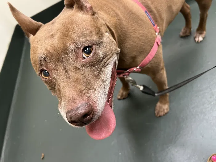 Fair Oaks Veterinary Hospital 12
