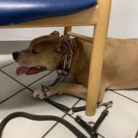 Town & Country West Veterinary ico