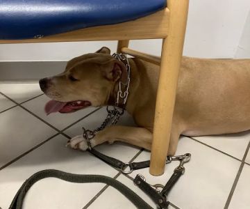 Town & Country West Veterinary