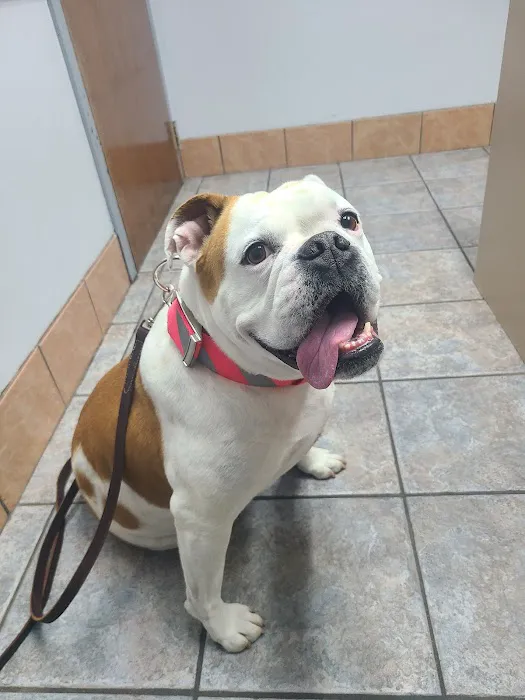 Powder Springs Animal Clinic 2