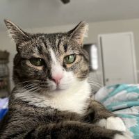 Powder Springs Animal Clinic ico