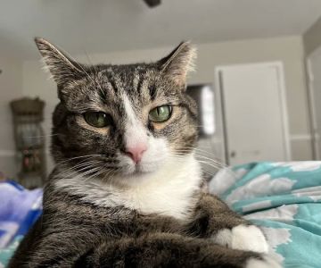 Powder Springs Animal Clinic