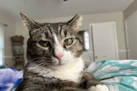 Powder Springs Animal Clinic