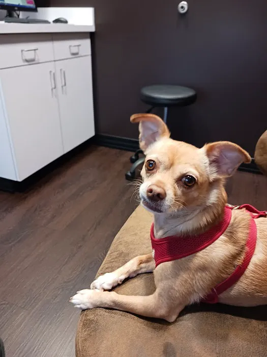 Good Dog Veterinary Care West Cobb 12