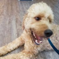 Chastain Animal Clinic ico