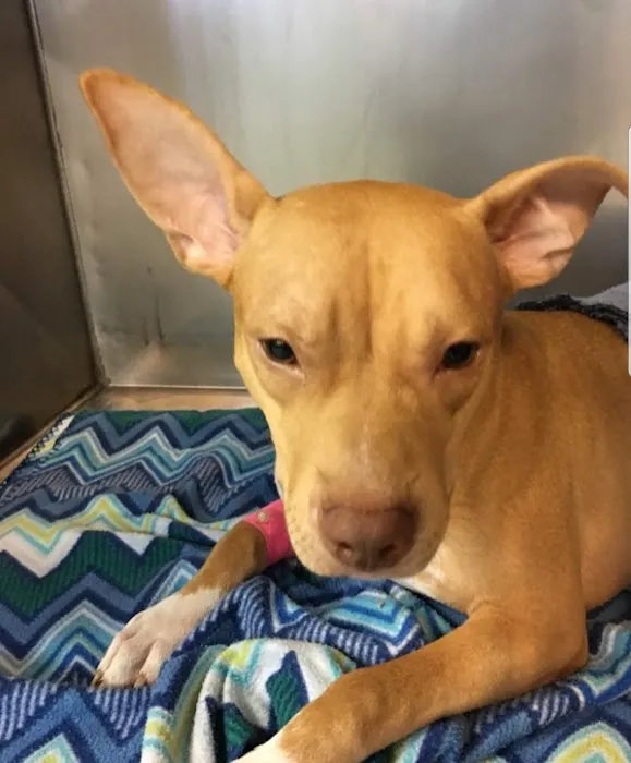 Chastain Animal Clinic 6