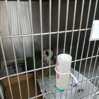 Riverview Veterinary Hospital ico