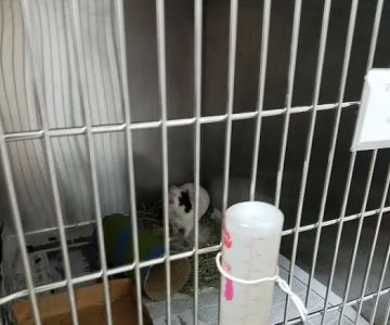 Riverview Veterinary Hospital