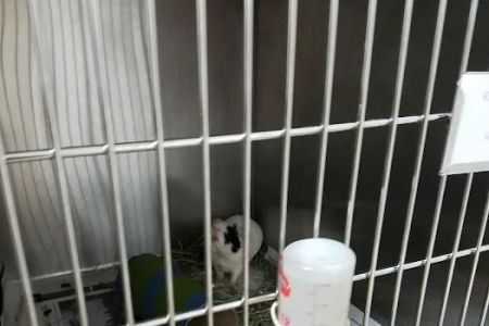 Riverview Veterinary Hospital