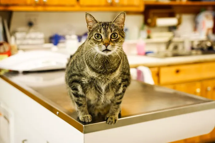 Hiram Animal Hospital 12