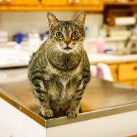 Hiram Animal Hospital ico