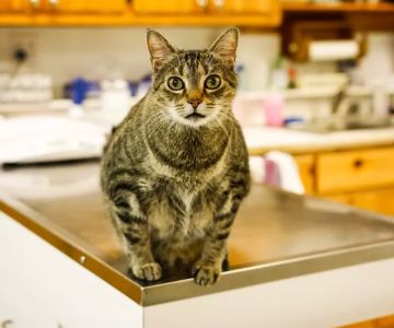 Hiram Animal Hospital