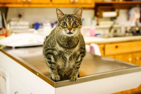 Hiram Animal Hospital