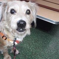 Vet Wellcare Vaccinations Clinic at Pet Supermarket ico
