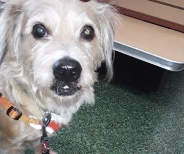 Vet Wellcare Vaccinations Clinic at Pet Supermarket
