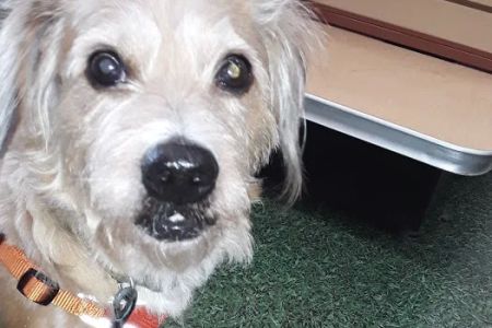 Vet Wellcare Vaccinations Clinic at Pet Supermarket