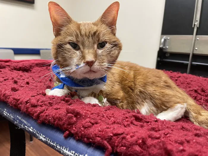 Cumberland Animal Clinic 1