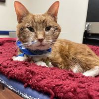 Cumberland Animal Clinic ico
