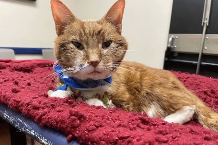 Cumberland Animal Clinic