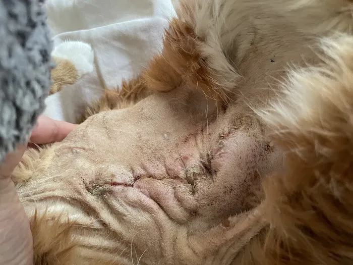 Cumberland Animal Clinic 3