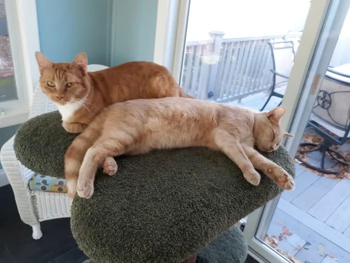 Cumberland Animal Clinic 8