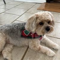 Macland Animal Hospital ico