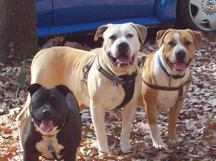 Smyrna Animal Hospital 12