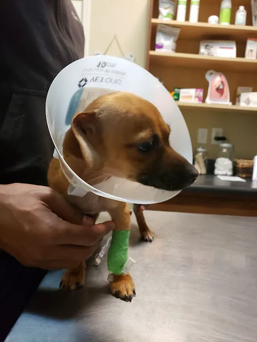 Community Animal Clinic 3
