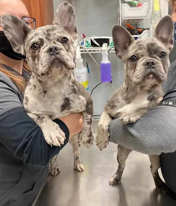 Community Animal Clinic 6