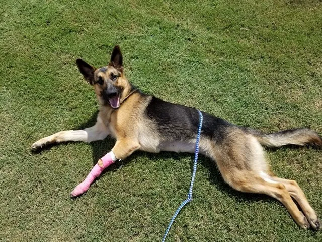 Community Animal Clinic 4