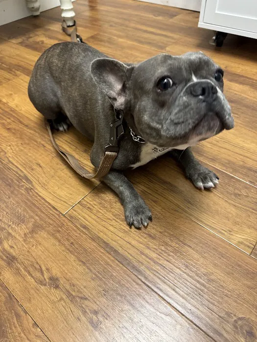 Mills Animal Hospital Marietta 12