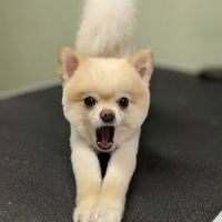 New Georgia Animal Hospital ico