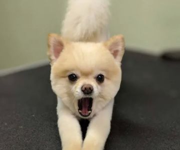 New Georgia Animal Hospital