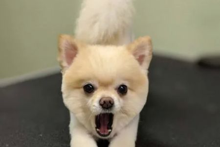 New Georgia Animal Hospital