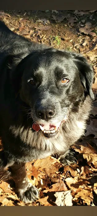 New Georgia Animal Hospital 5