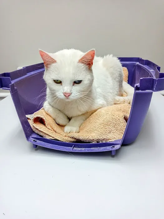 The Ark Animal Hospital 10
