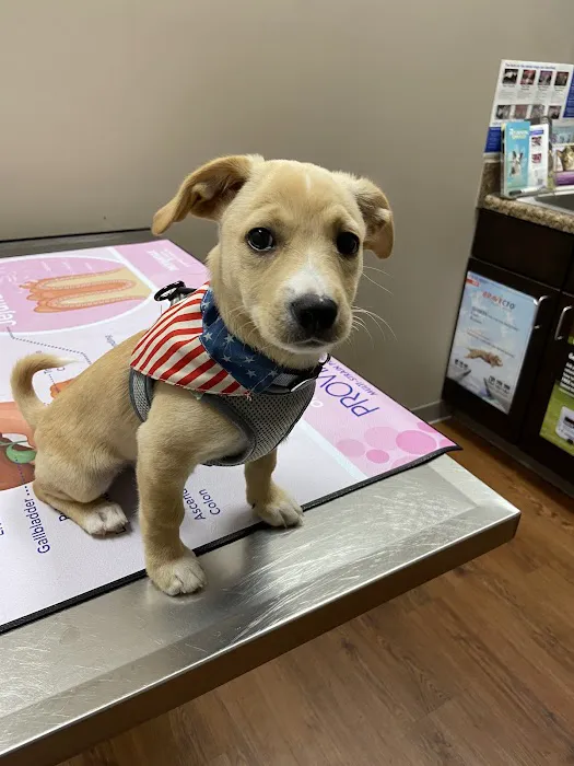 Mirror Lake Animal Hospital 4