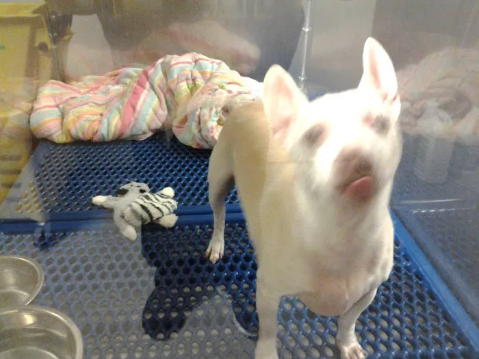 Mirror Lake Animal Hospital 8