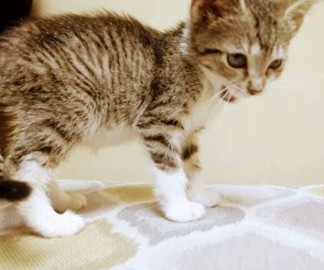 East Paulding Animal Hospital