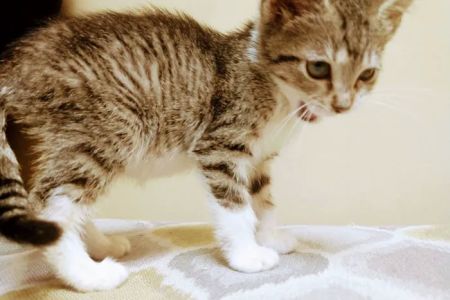 East Paulding Animal Hospital