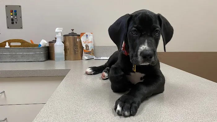 VCA Terrell Mill Animal Hospital 12