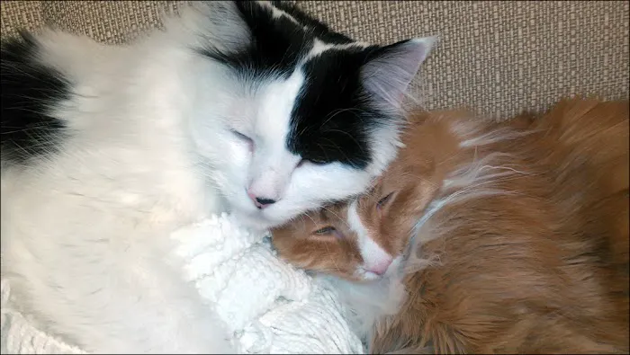 Collier Animal Hospital 5