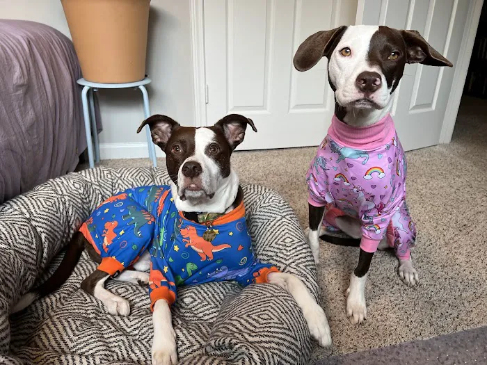Collier Animal Hospital 7